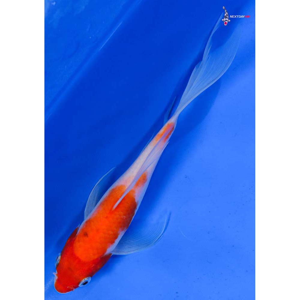 7” Imported Sanke Butterfly Koi