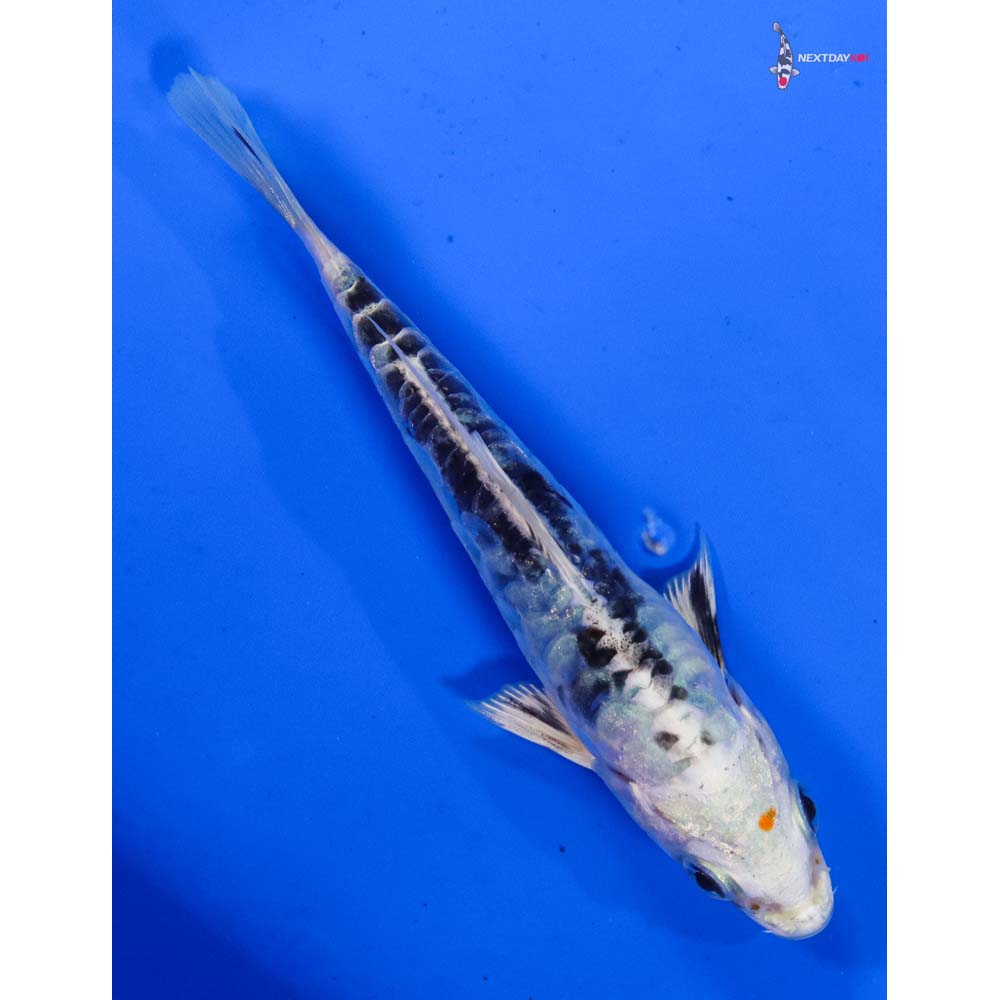 4” Imported Heisei Nishiki