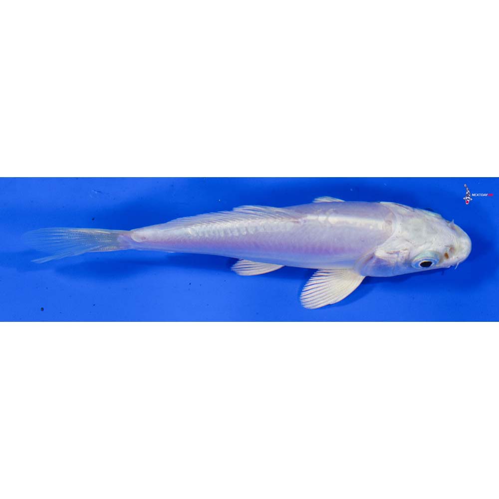 4” Imported Doitsu Platinum Ogon