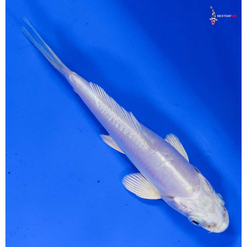 4” Imported Doitsu Platinum Ogon