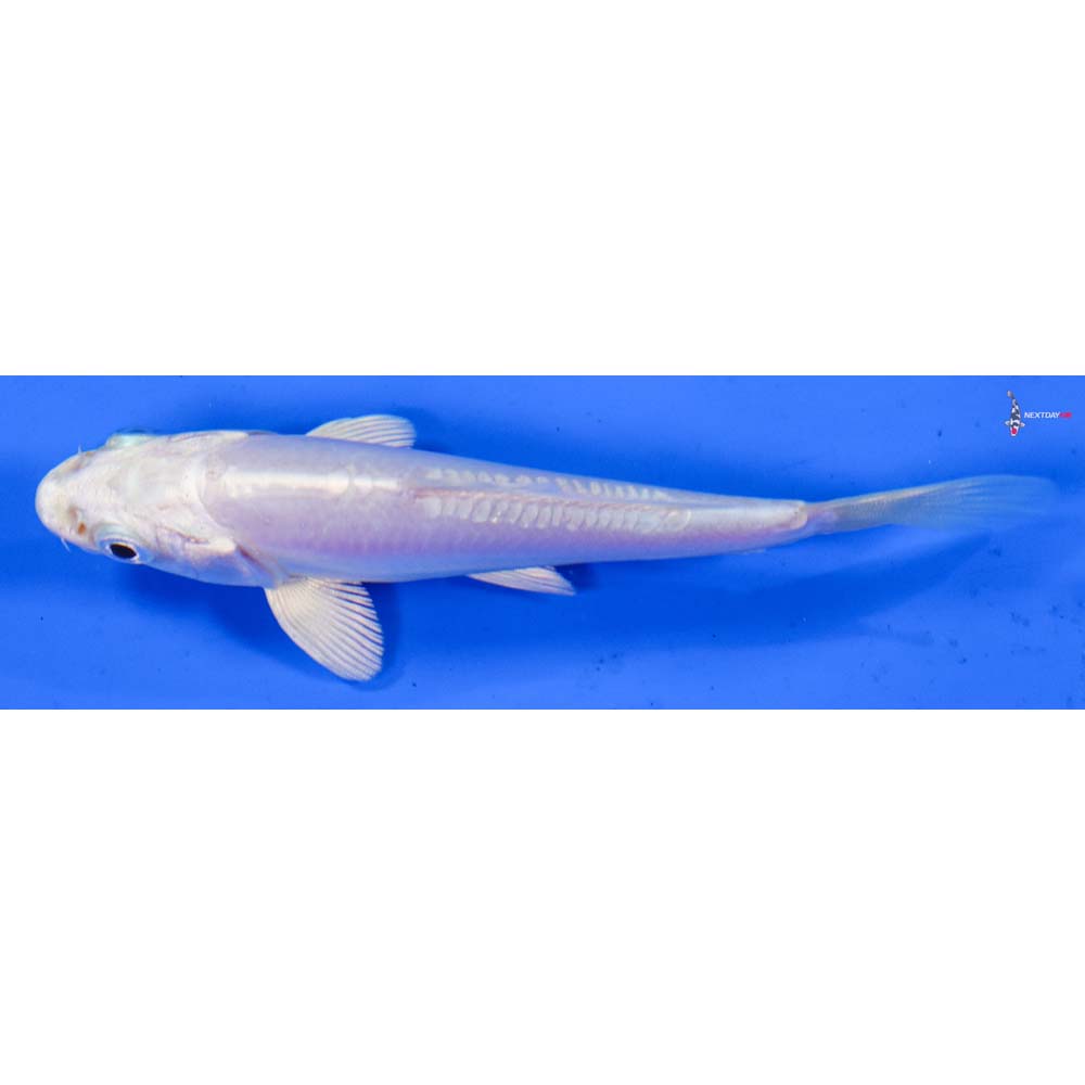 4” Imported Doitsu Platinum Ogon