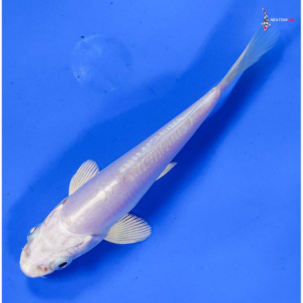 4” Imported Doitsu Platinum Ogon