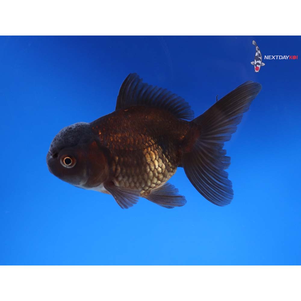 3” Imported Male Chocolate Oranda
