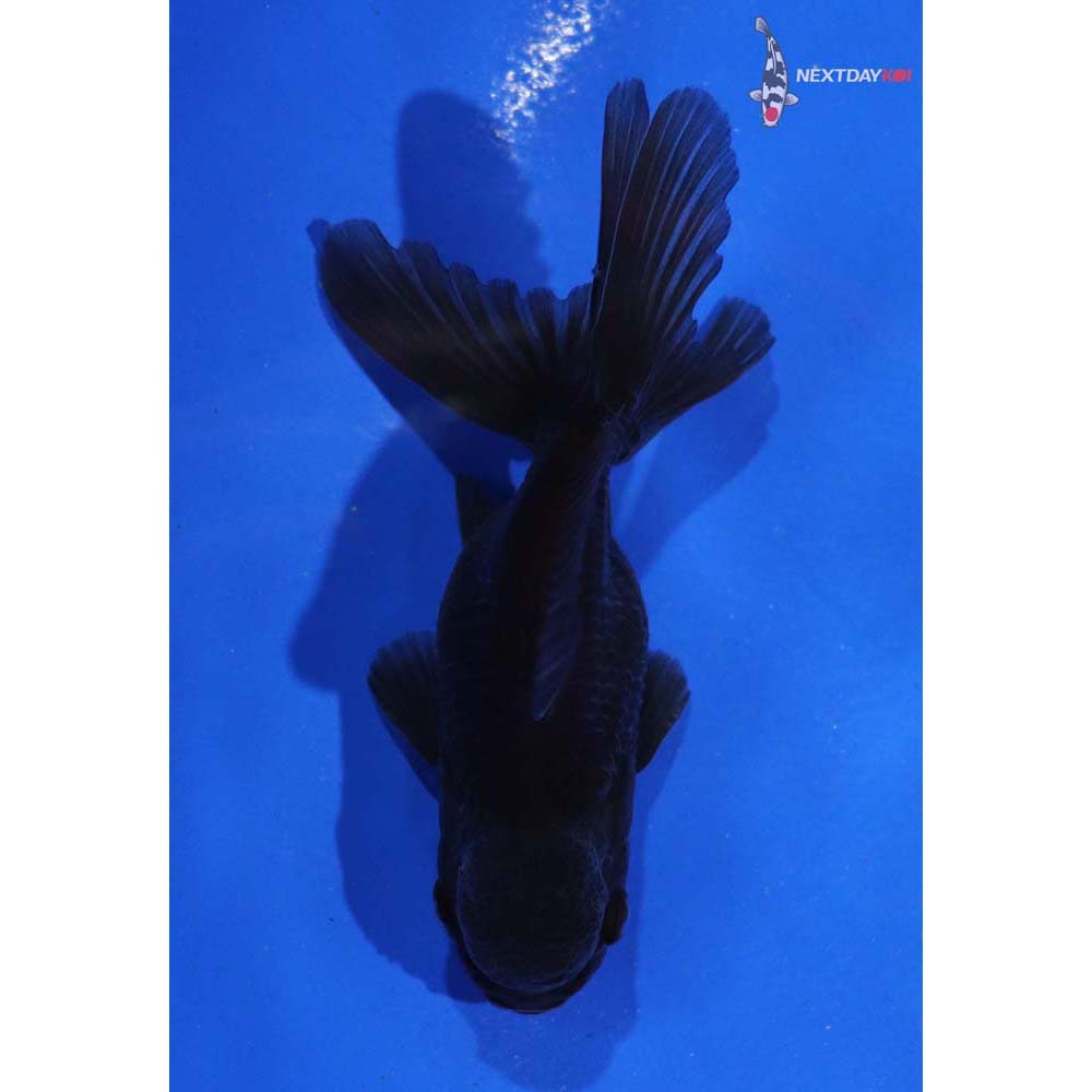 3” Imported Male Chocolate Oranda