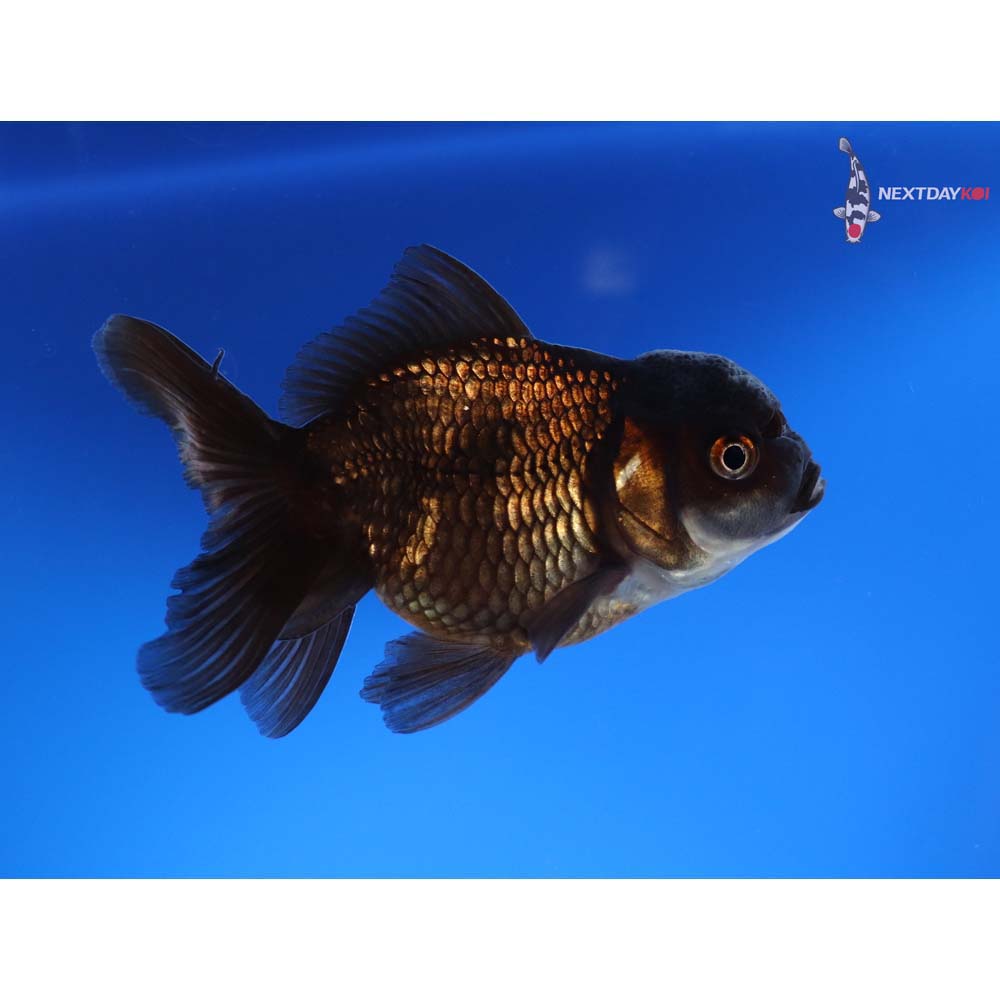 3” Imported Male Chocolate Oranda