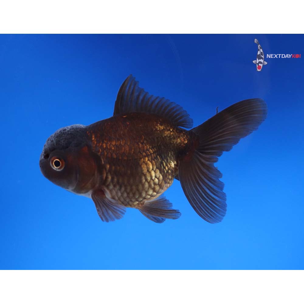 3” Imported Male Chocolate Oranda