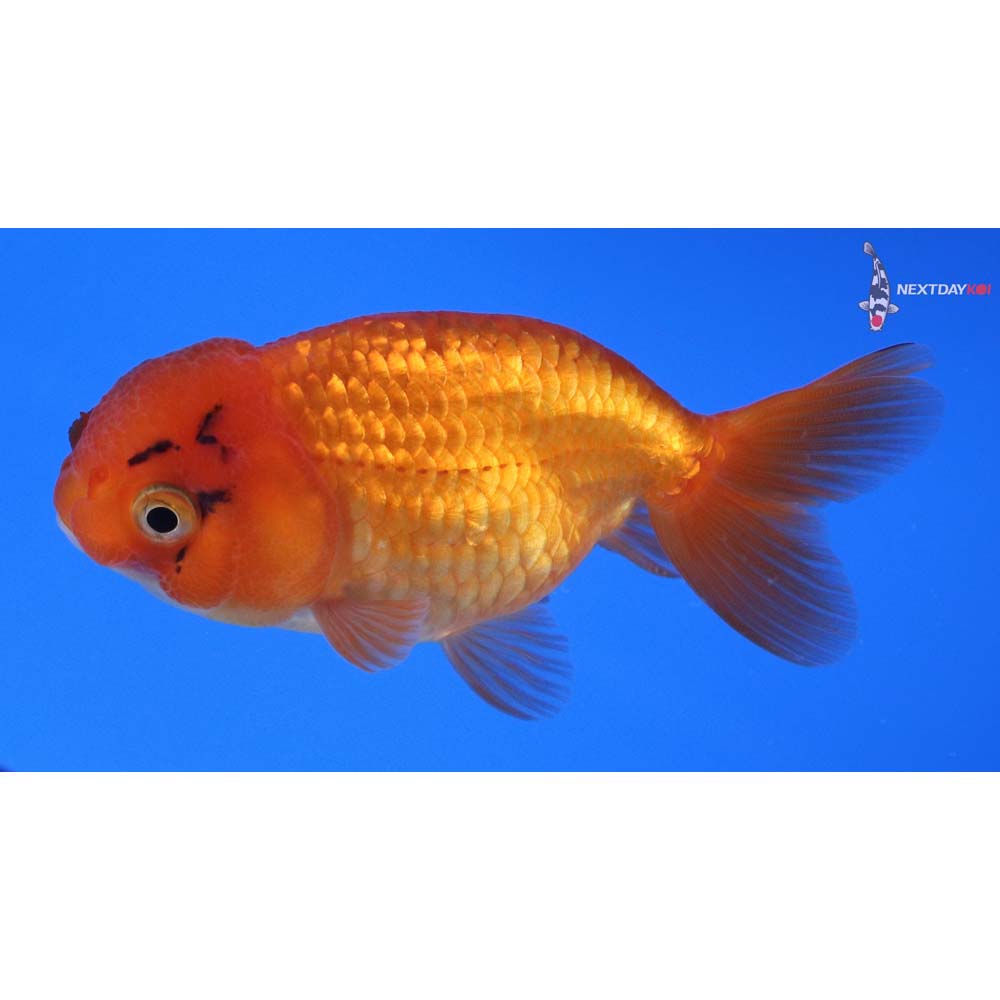 3” Imported Calico Ranchu