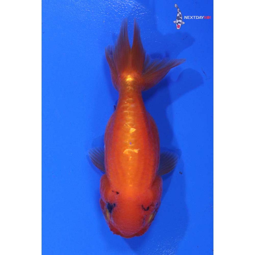 3” Imported Calico Ranchu