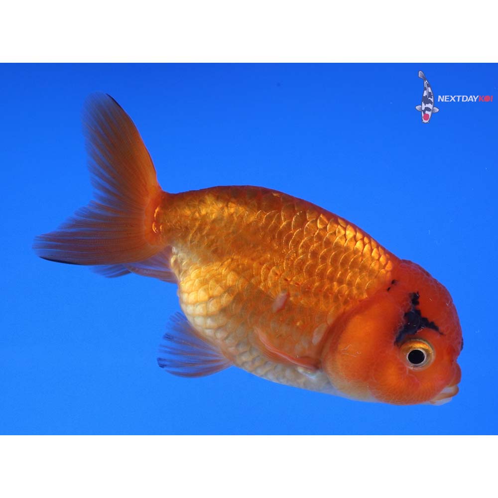 3” Imported Calico Ranchu