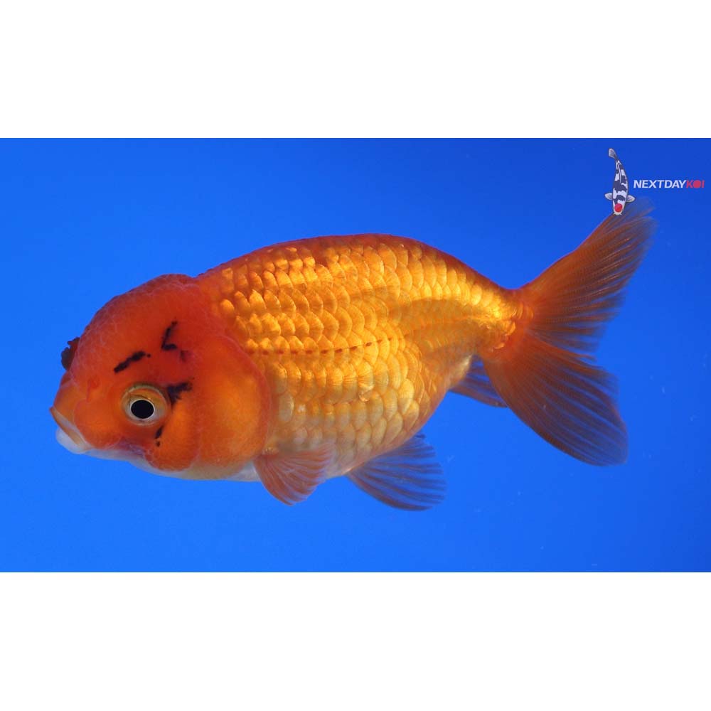 3” Imported Calico Ranchu