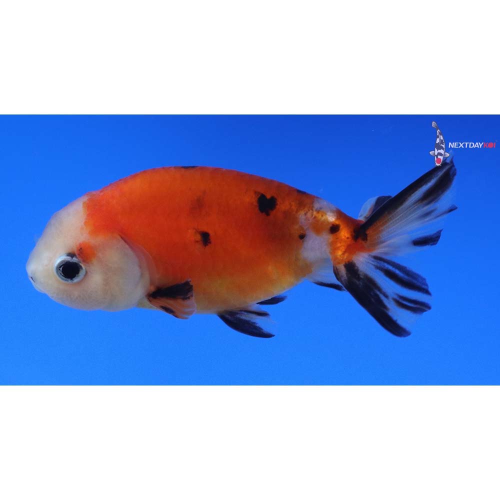 3” Imported Calico Ranchu
