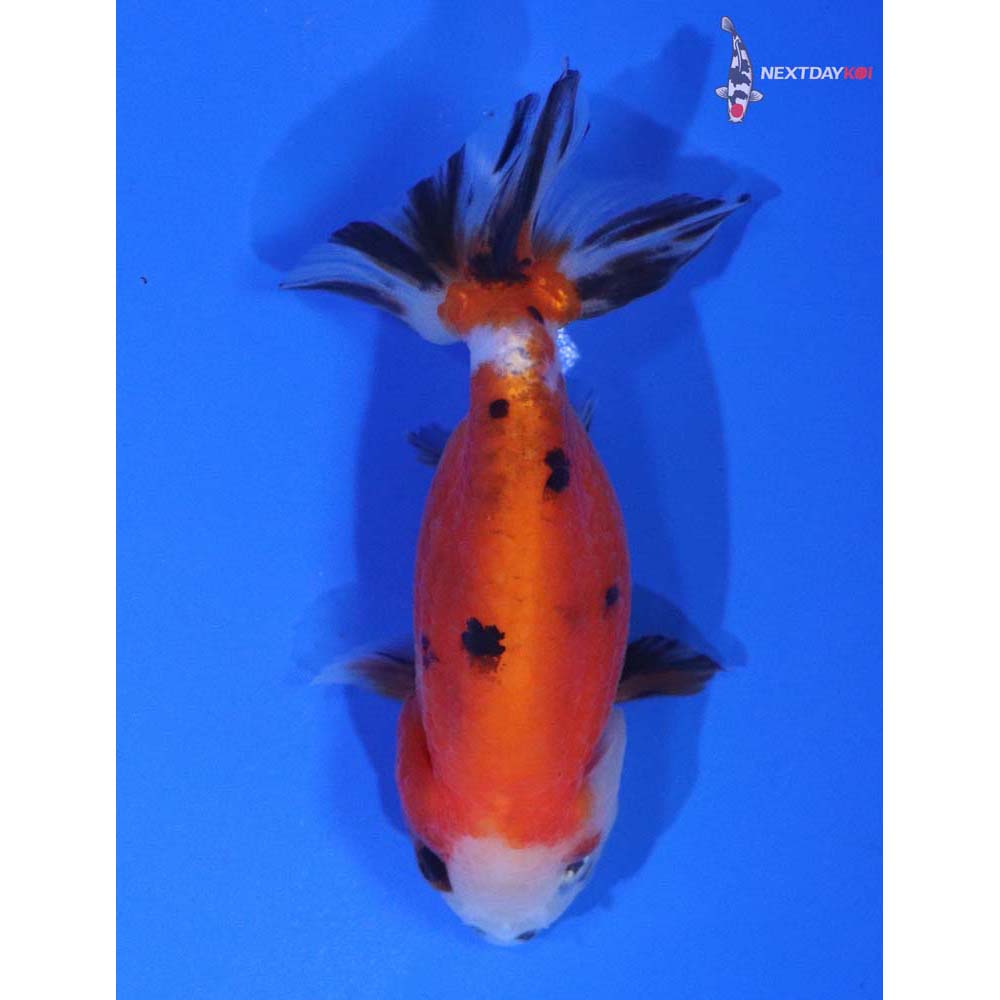 3” Imported Calico Ranchu