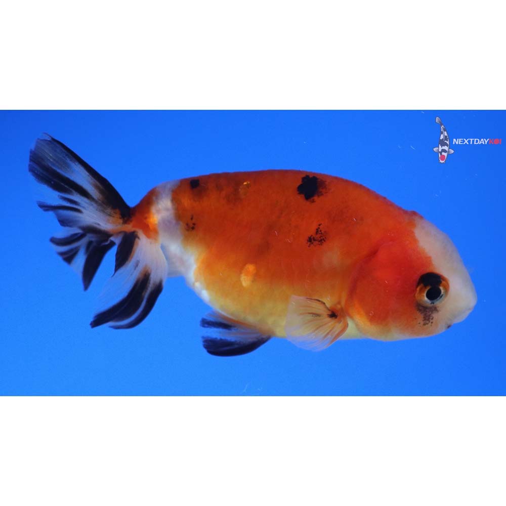 3” Imported Calico Ranchu