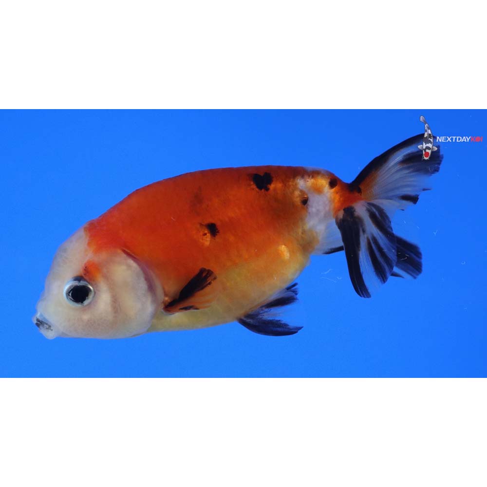 3” Imported Calico Ranchu