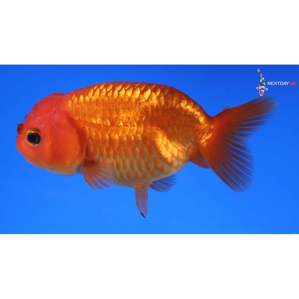 3.5” Imported Red Ranchu