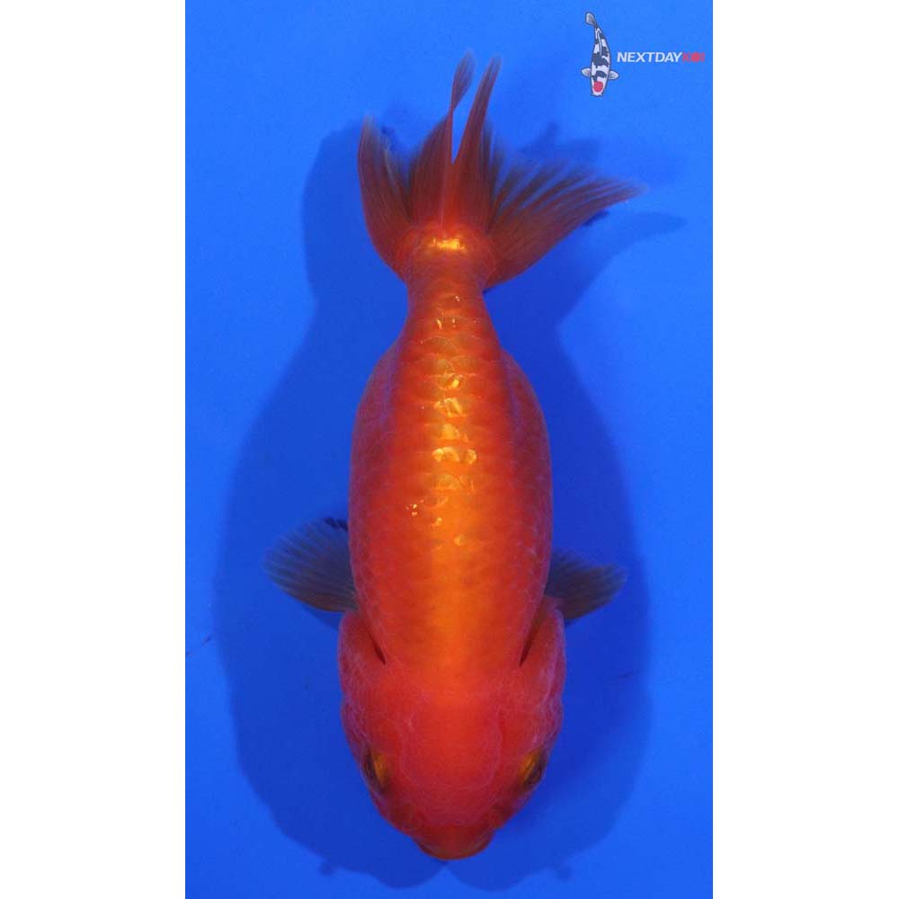 3.5” Imported Red Ranchu
