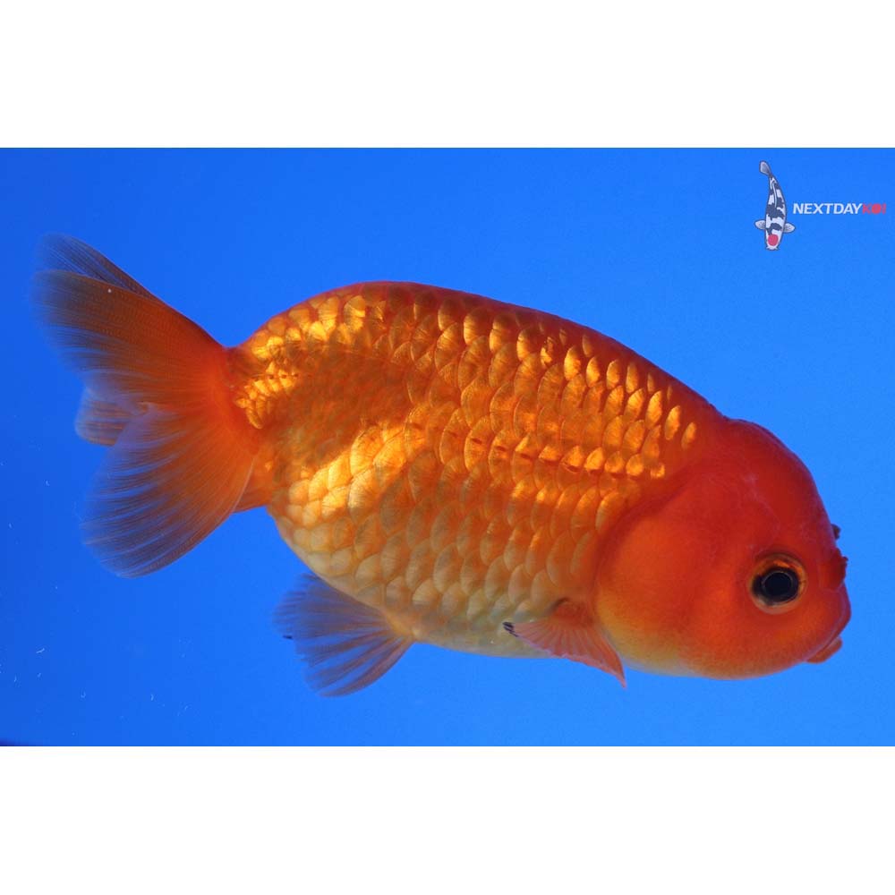 3.5” Imported Red Ranchu