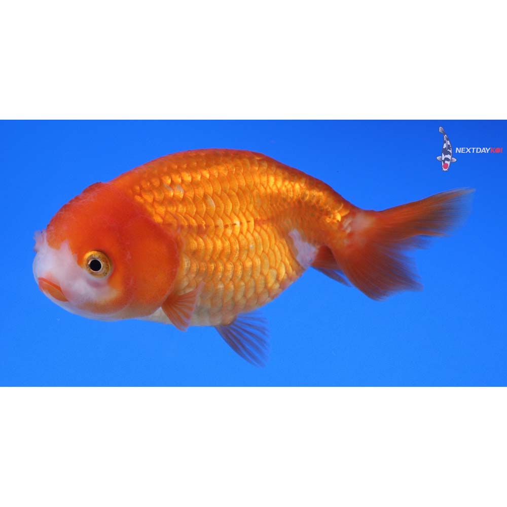 3.5” Imported Red and White Ranchu
