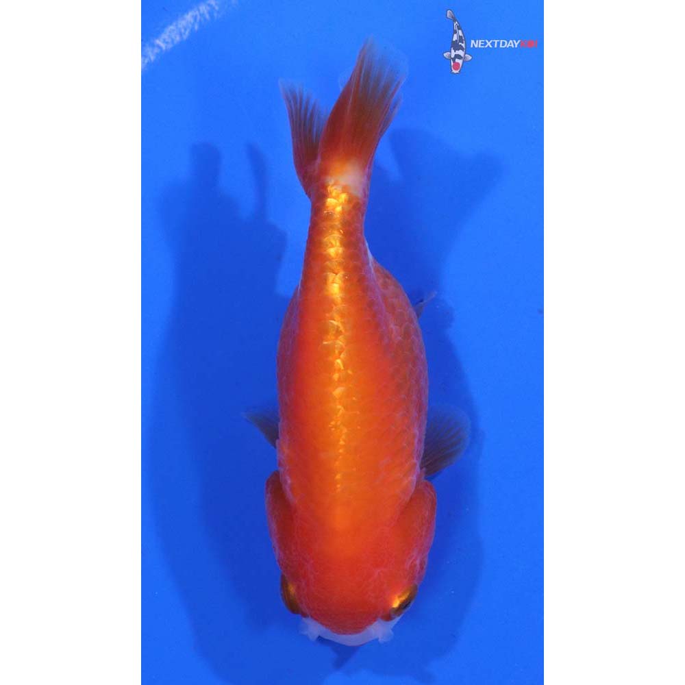 3.5” Imported Red and White Ranchu
