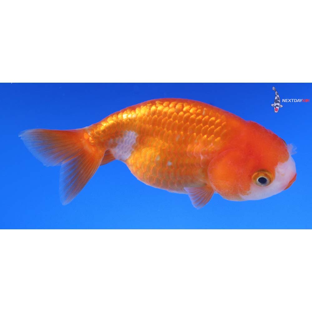 3.5” Imported Red and White Ranchu