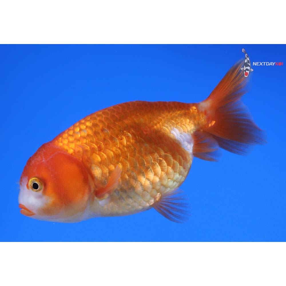 3.5” Imported Red and White Ranchu