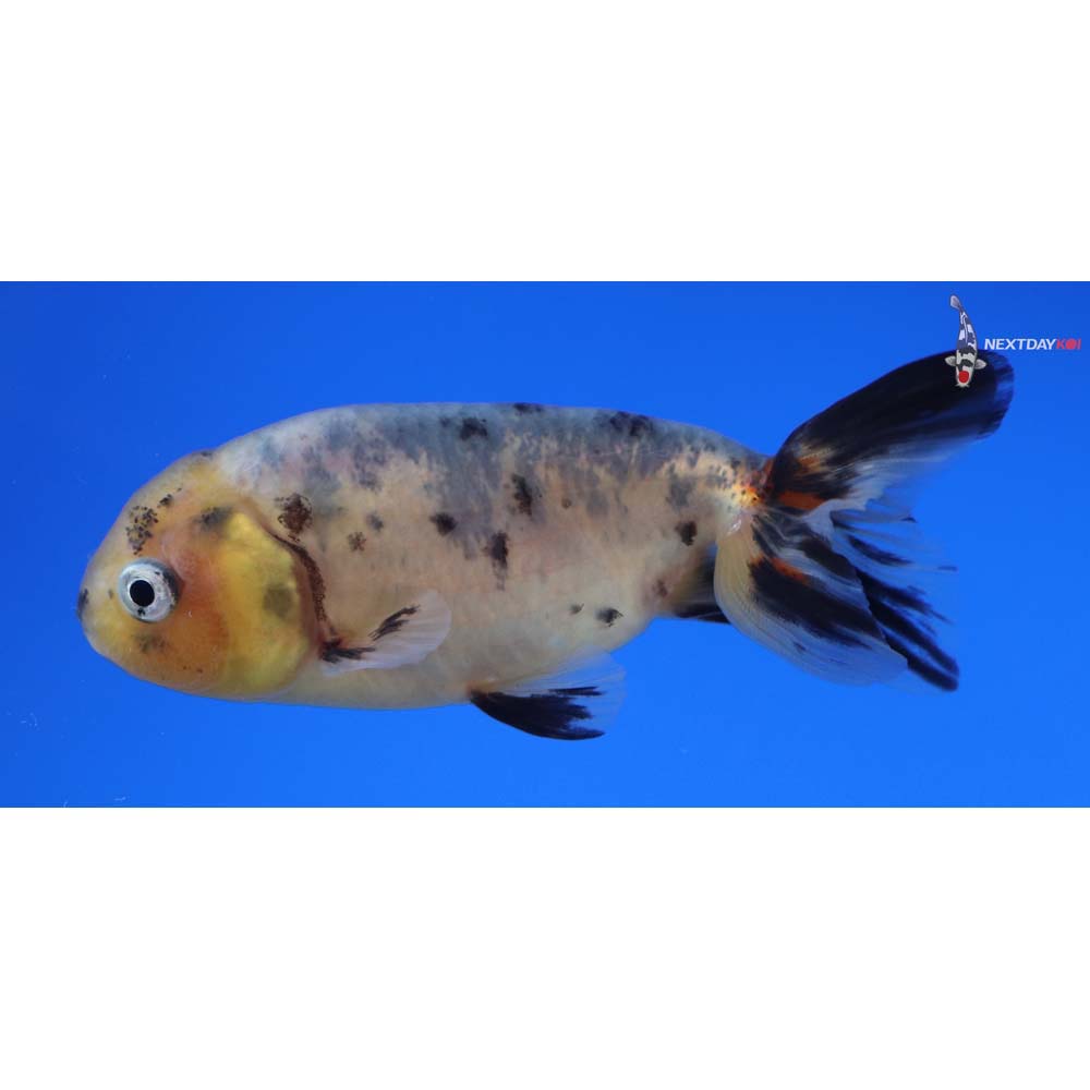 3.5” Imported Calico Ranchu