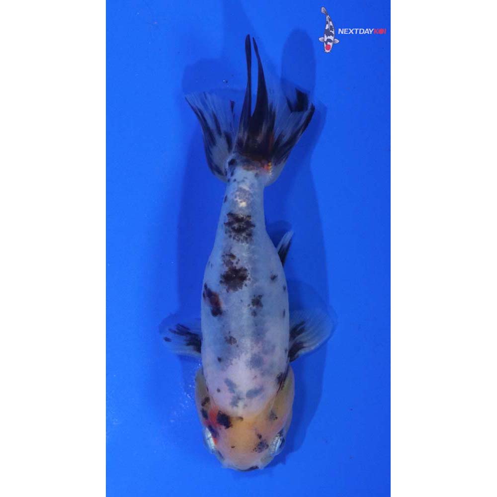 3.5” Imported Calico Ranchu