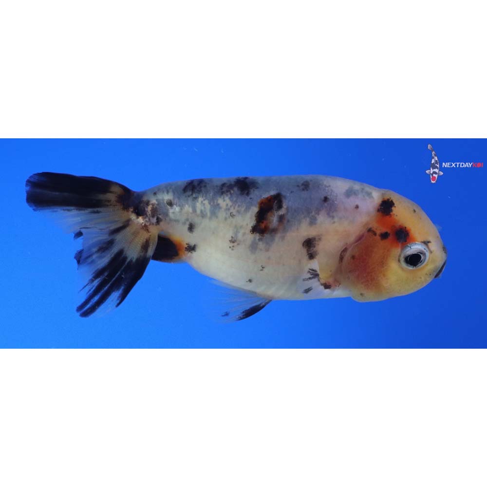 3.5” Imported Calico Ranchu