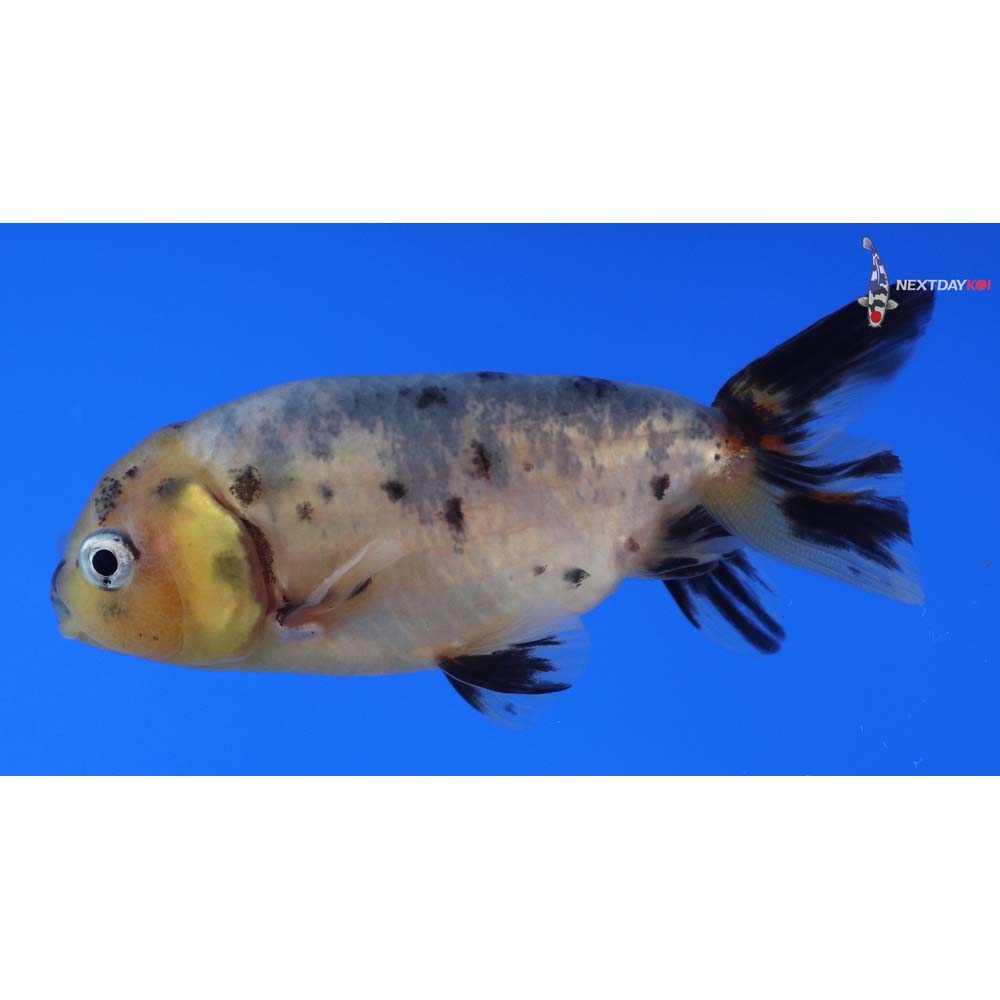 3.5” Imported Calico Ranchu