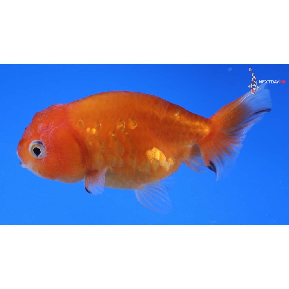 3.5” Imported Red and White Ranchu