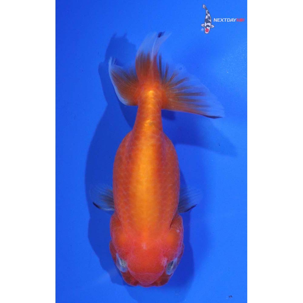 3.5” Imported Red and White Ranchu