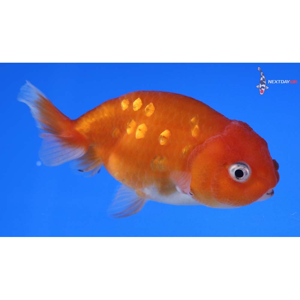 3.5” Imported Red and White Ranchu