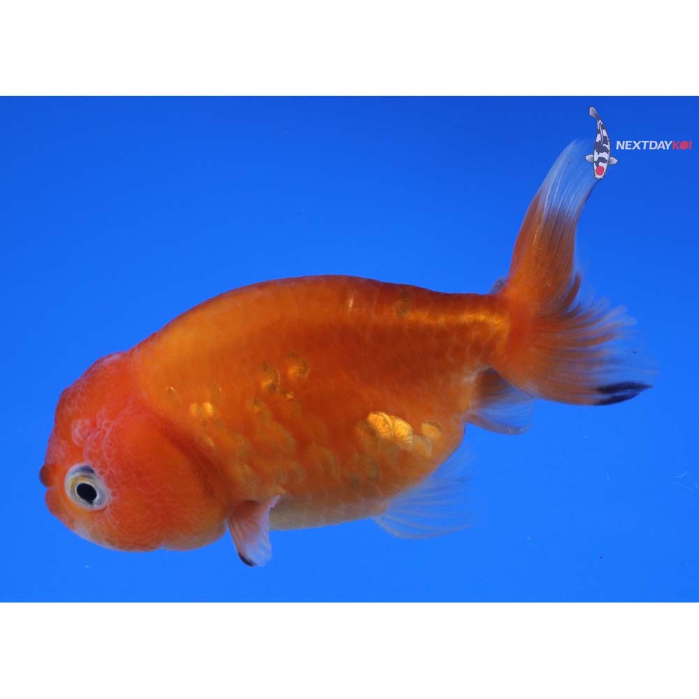3.5” Imported Red and White Ranchu