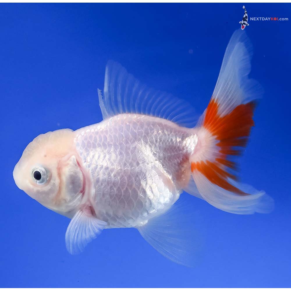 3.5” Imported Red and White Oranda