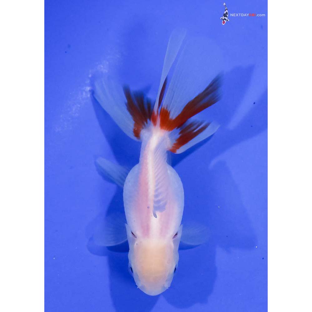 3.5” Imported Red and White Oranda