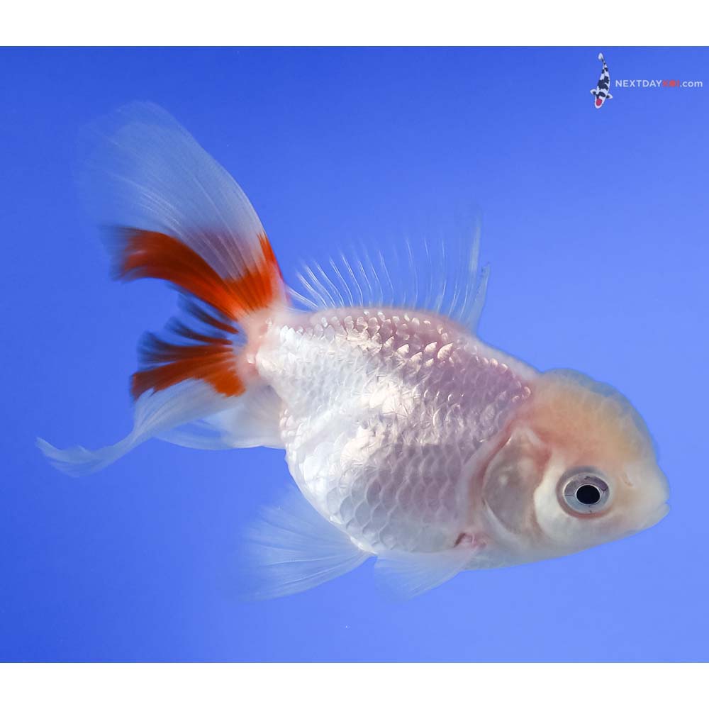 3.5” Imported Red and White Oranda