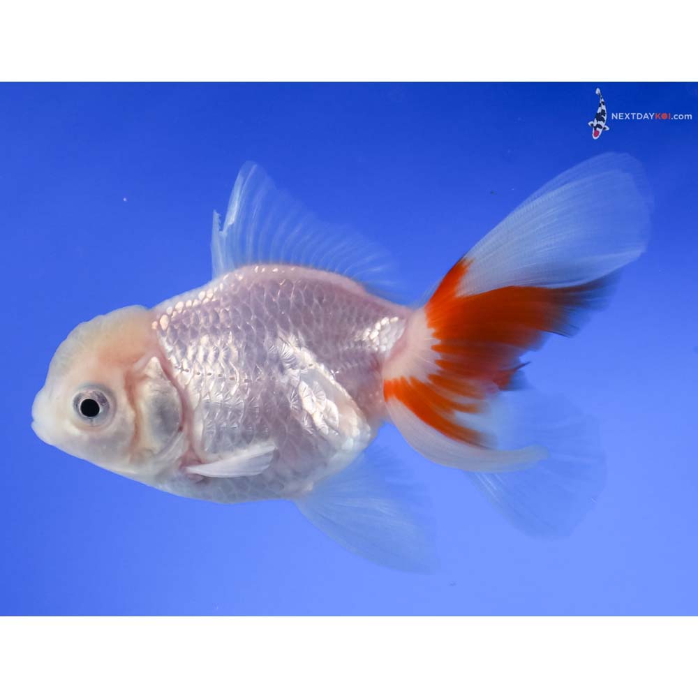 3.5” Imported Red and White Oranda
