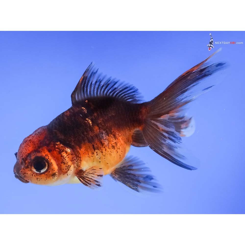 4” Imported Calico Oranda