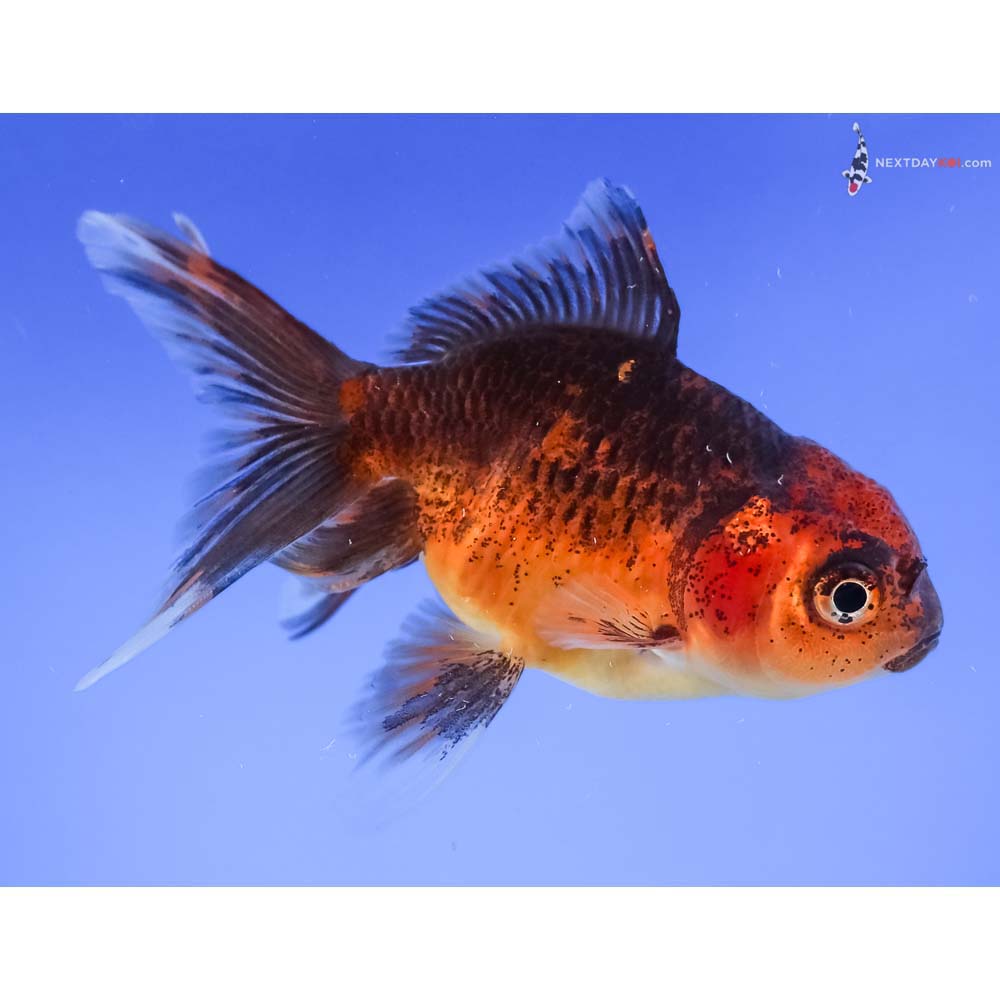 4” Imported Calico Oranda