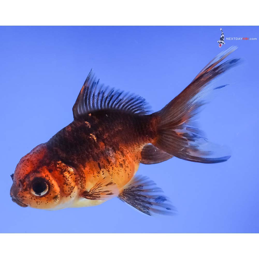 4” Imported Calico Oranda