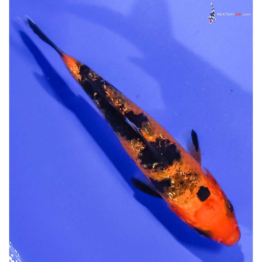 3.5” Imported Gin Rin Aka Bekko