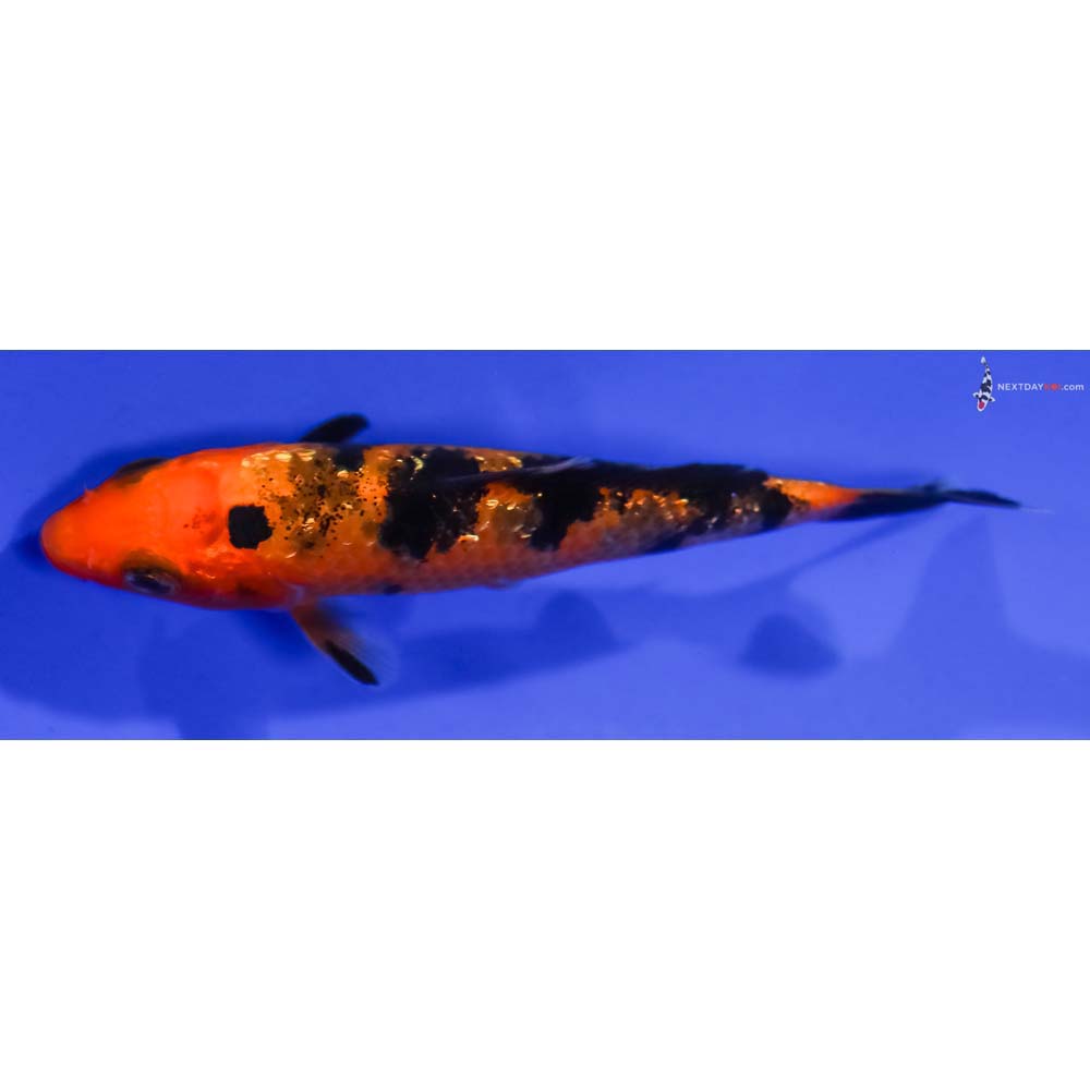 3.5” Imported Gin Rin Aka Bekko