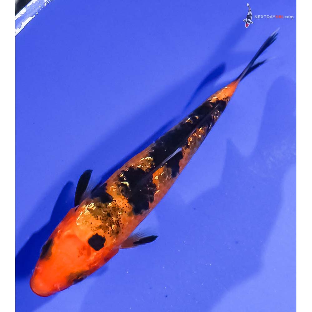 3.5” Imported Gin Rin Aka Bekko