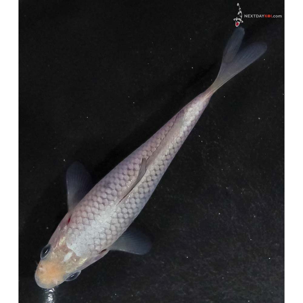 3.5” Imported Soragoi