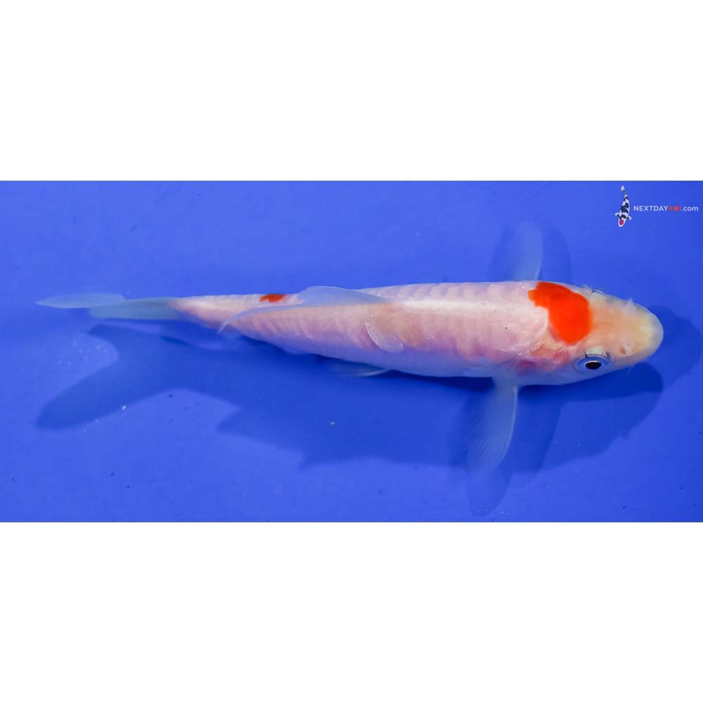 4” Imported Armor Scaled Kohaku
