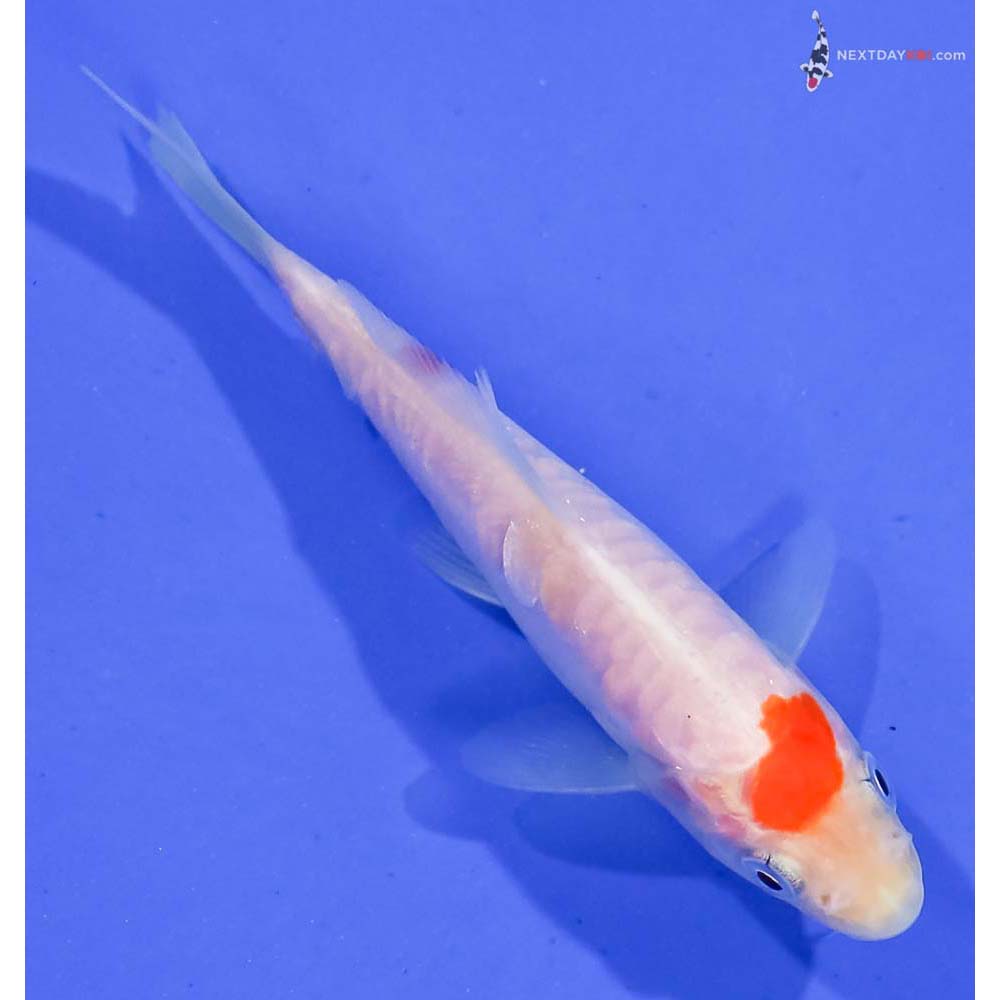 4” Imported Armor Scaled Kohaku