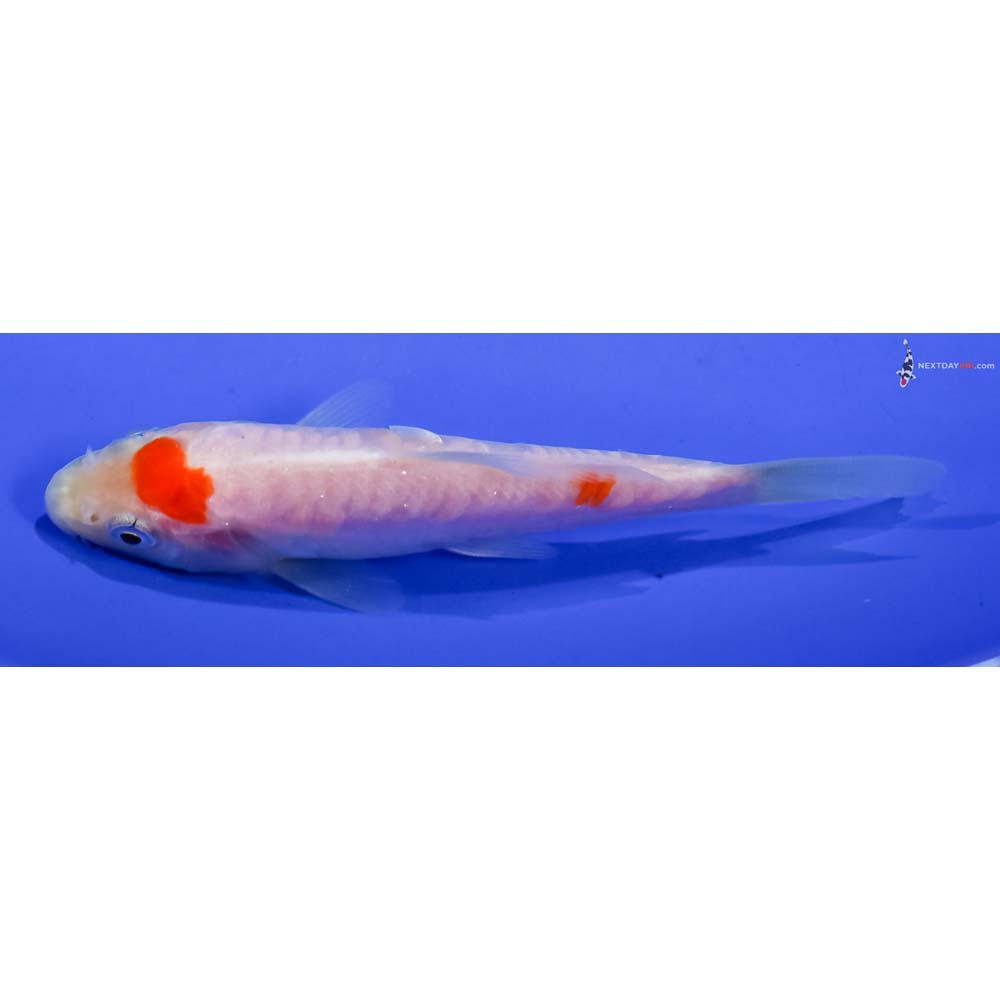 4” Imported Armor Scaled Kohaku