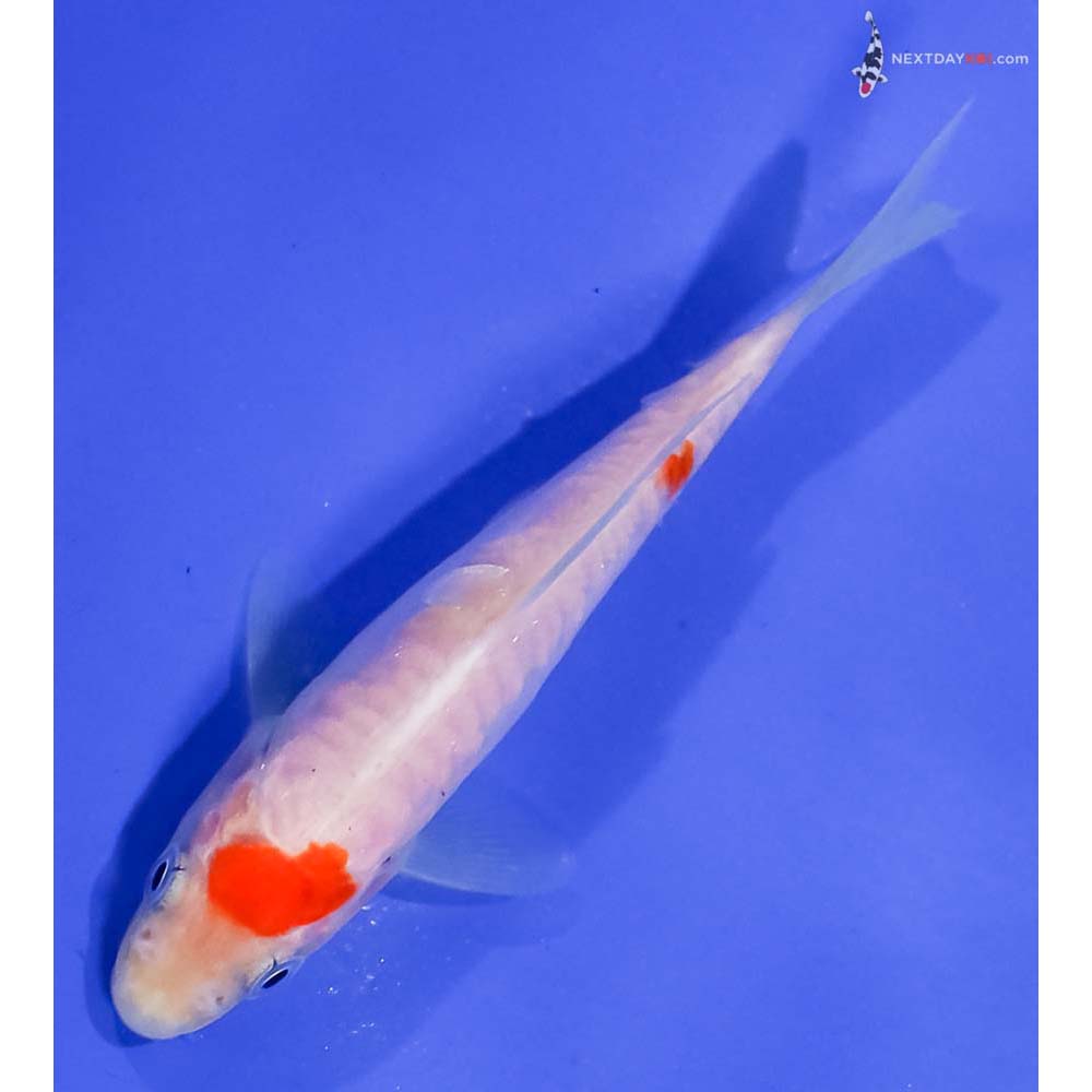 4” Imported Armor Scaled Kohaku
