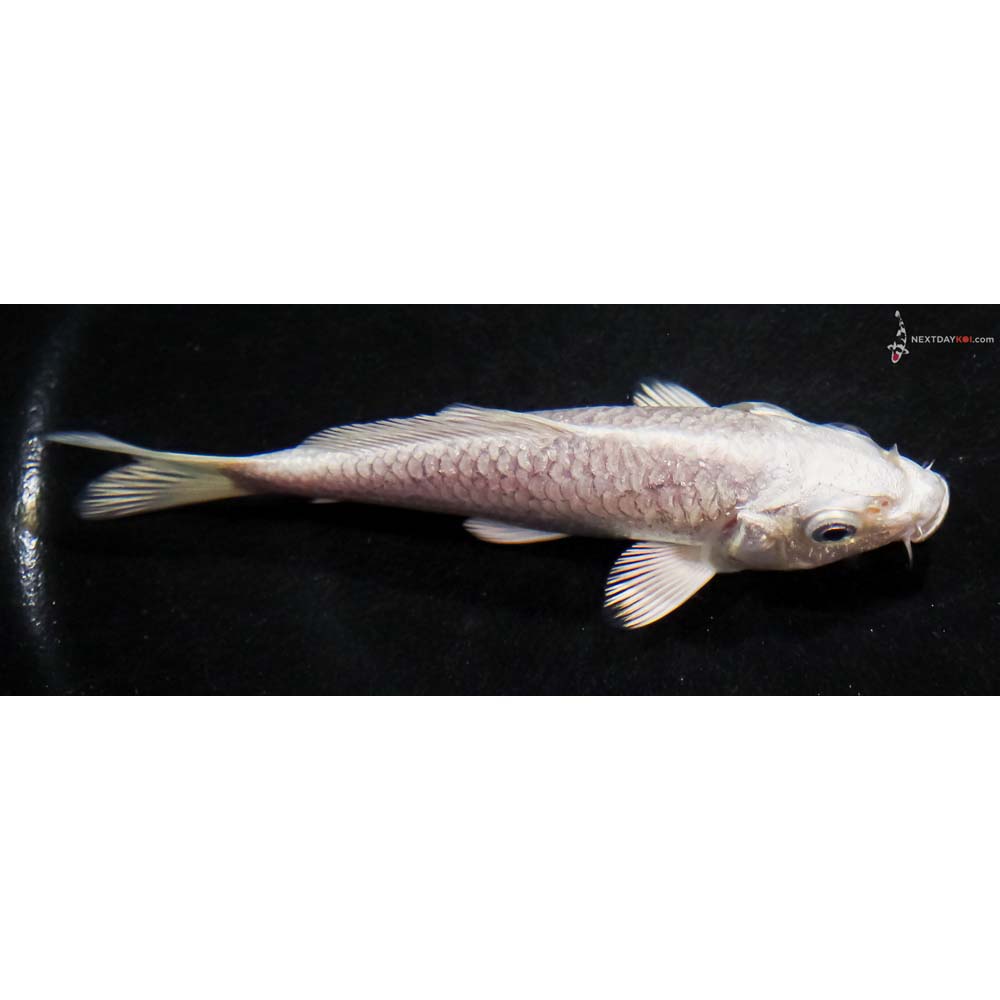 4.5” Imported Platinum Ogon