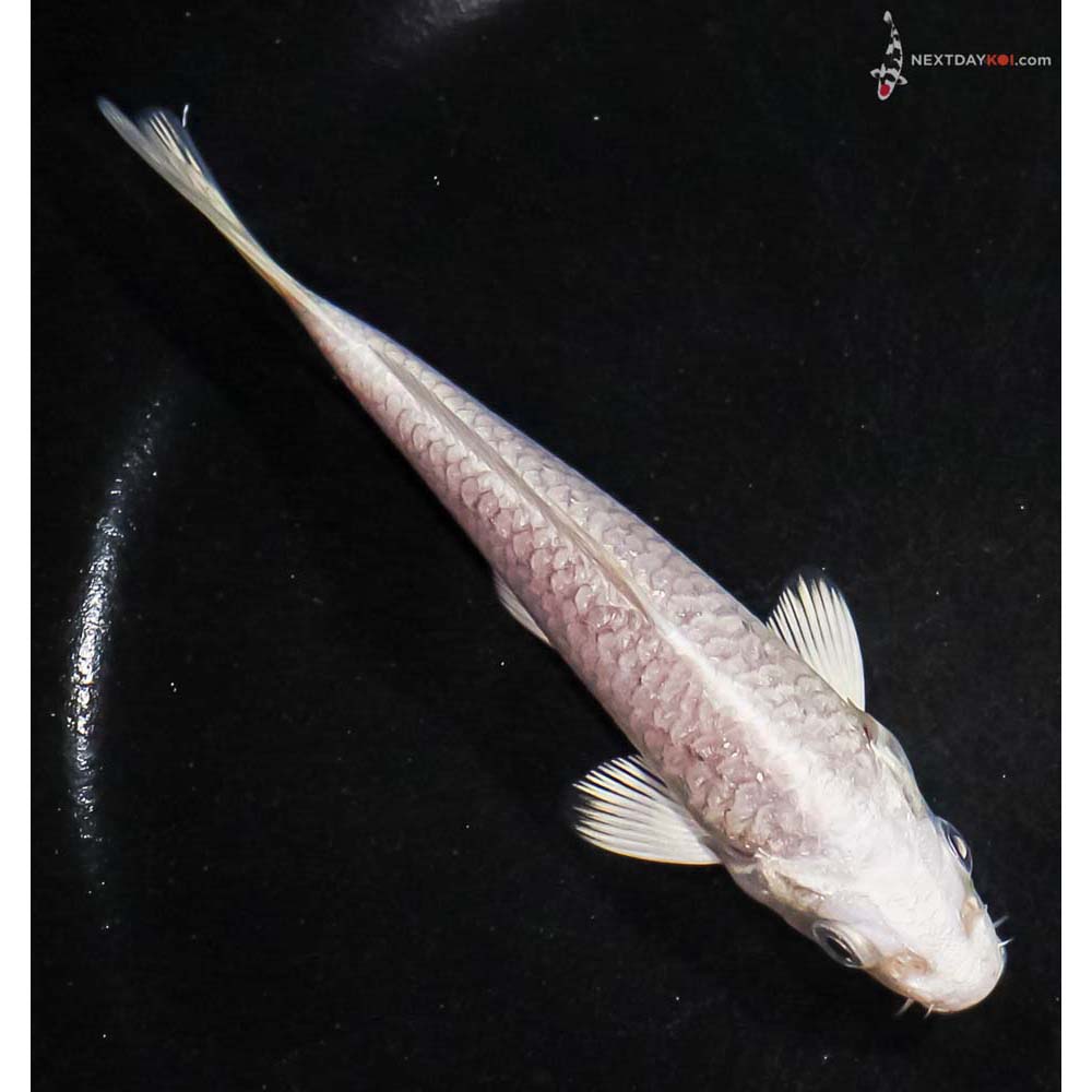 4.5” Imported Platinum Ogon